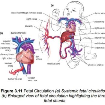 WhatsApp Image 2026-02-17 at 6.35.29 AM